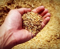 Bio szilícium-dioxid (megújuló)