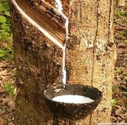 Természetes kaucsuk (megújuló)